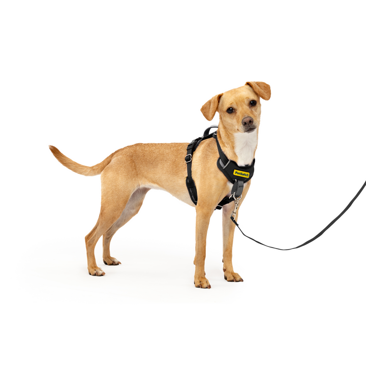 Easy Walk Comfort No-Pull Dog Harness