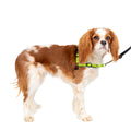 Deluxe Easy Walk Harness