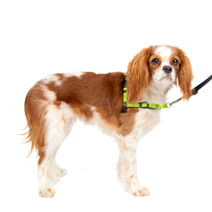 Deluxe Easy Walk Harness