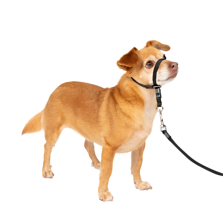 Gentle Leader Headcollar, No-Pull Dog Collar
